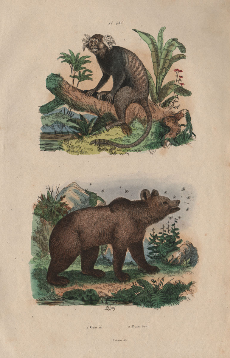 PRIMATES. Ouistiti (Marmoset). Ours Brun (Brown bear) 1833 old antique print